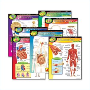 Trend The Human Body Learning Chart