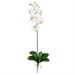 Nearly Natural Phalaenopsis Stem in Cream (Set of 12)