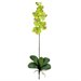 Nearly Natural Phalaenopsis Stem in Green (Set of 12)