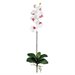 Nearly Natural Phalaenopsis Stem in White (Set of 12)
