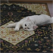 Linon Logan Gazia Polyester 2' X 3' Accent Rug in Black and Ivory