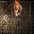 Linon Logan Malaya Polyester 3' X 5' Accent Rug in Black and Green
