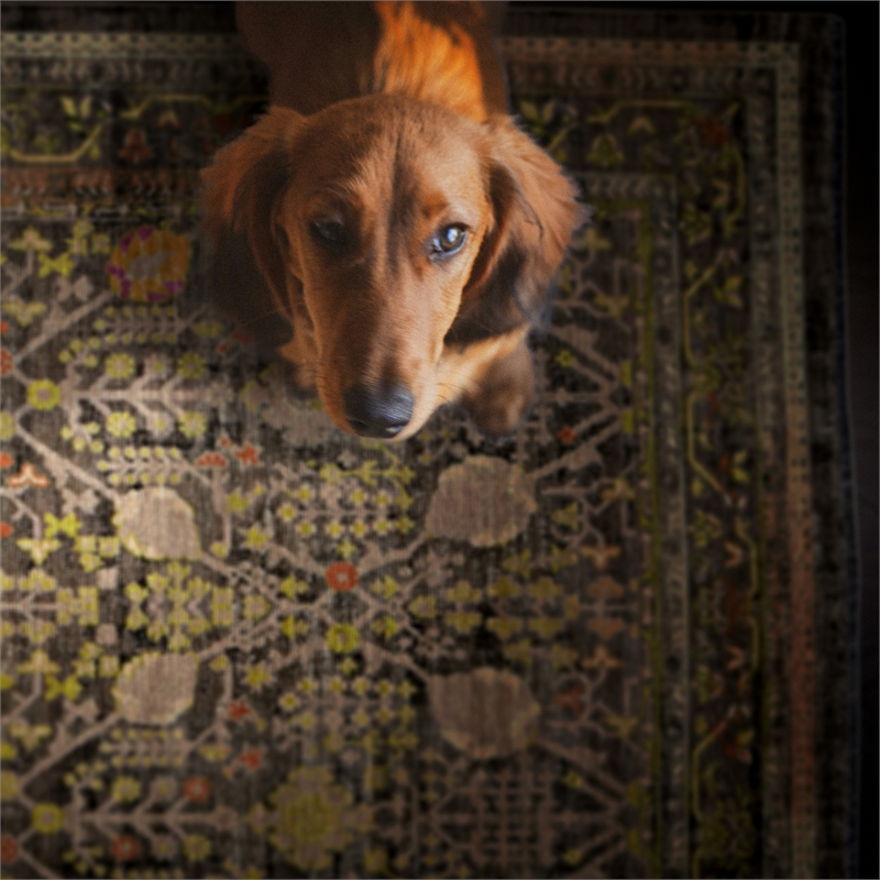Linon Logan Malaya Polyester 5' X 7' Area Rug in Black and Green