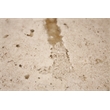 Riverside Furniture Capri Travertine Stone Console Table in Alabaster