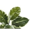 Artificial Plant - 52