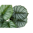 Artificial Plant - 24