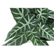 Artificial Plant - 8