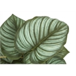 Artificial Plant - 13