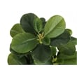 Artificial Plant - 14