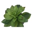 Artificial Plant - 6
