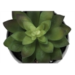 Artificial Plant - 6