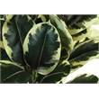 Artificial Plant - 47