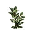 Artificial Plant - 47