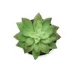 Artificial Plant - 6