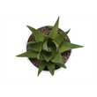 Artificial Plant - 6
