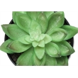 Artificial Plant - 6