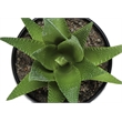 Artificial Plant - 6