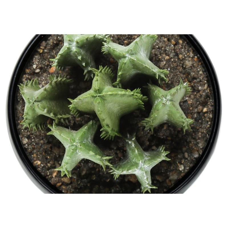 Artificial Plant - 6