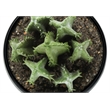 Artificial Plant - 6