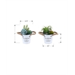 Artificial Plant - Set Of 2 - 7