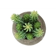Artificial Plant - Set Of 2 - 8