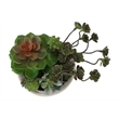 Artificial Plant - Set Of 2 - 9