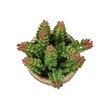Artificial Plant - Set Of 2 - 7