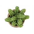 Artificial Plant - Set Of 2 - 7