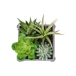 Artificial Plant - Set Of 2 - 8