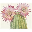 Jeco Floral and Botanical Printing Canvas Art in Green and Pink