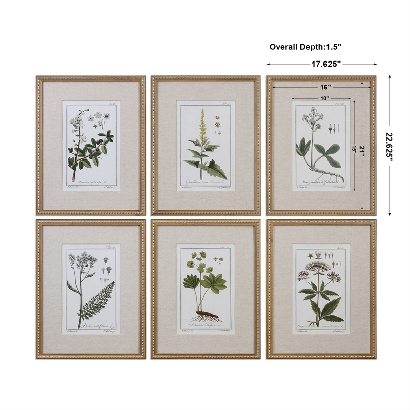 Uttermost Green Floral Botanical Study Pine Wood Prints - Multi-Color (Set of 6)