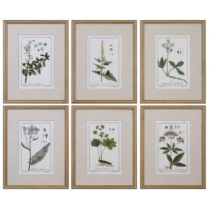 Uttermost Green Floral Botanical Study Pine Wood Prints - Multi-Color (Set of 6)