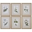 Uttermost Green Floral Botanical Study Pine Wood Prints - Multi-Color (Set of 6)