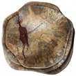 Uttermost Tamarine 3-Piece Coastal Wood Wall Sculpture Set in Natural and Gray