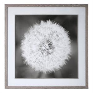 Uttermost Dandelion Seedhead Wood and Glass Framed Print in Black/White
