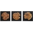 Uttermost Kolini Teak Wood Wall Decor in Black/Woodtone (Set of 3)