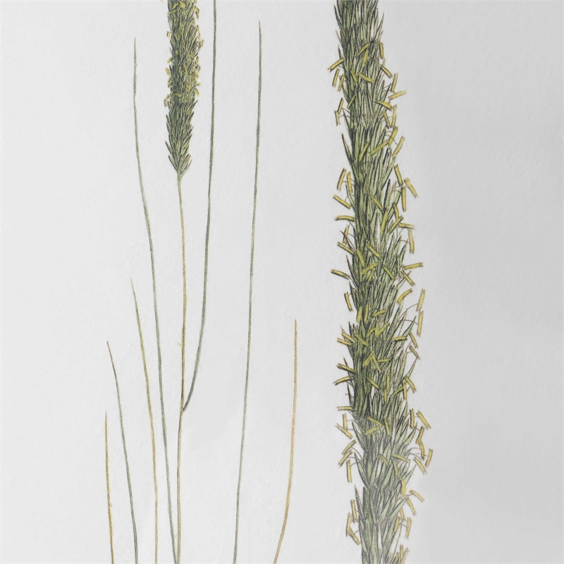 Uttermost Forest Finds Plastic and Paper Framed Prints in Brown/Green (Set of 6)