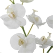Uttermost Glory Contemporary Polyester Plastic and Iron Orchid in White