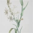 Uttermost Heirloom Blooms Wood & Fabric Framed Prints in Gray/Ivory (Set of 4)