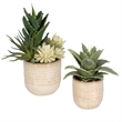 Uttermost Seaside Succulents Coastal Ceramic Flower Pot in Tan (Set of 2)
