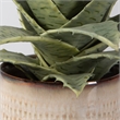 Uttermost Seaside Succulents Coastal Ceramic Flower Pot in Tan (Set of 2)