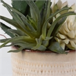 Uttermost Seaside Succulents Coastal Ceramic Flower Pot in Tan (Set of 2)