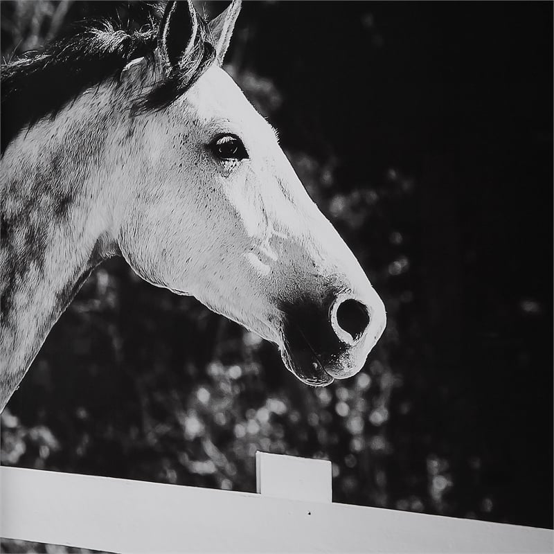 Uttermost Galloping Forward Equine Prints in Multi-Color (Set of 3)