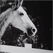 Uttermost Galloping Forward Equine Prints in Multi-Color (Set of 3)