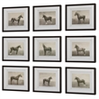 Uttermost Equine Dynasty Framed Prints in Multi-Color (Set of 9)