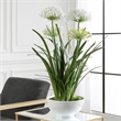 Uttermost Purity Agapanthus Centerpiece in Multi-Color