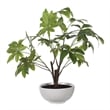 Uttermost Pachira Money Tree in Multi-Color