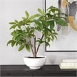 Uttermost Pachira Money Tree in Multi-Color