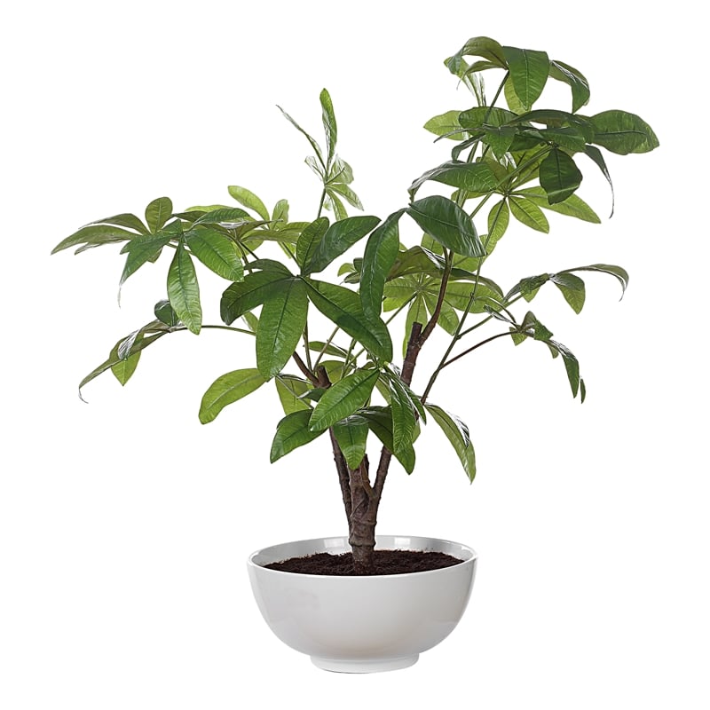 Uttermost Pachira Money Tree in Multi-Color