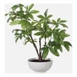 Uttermost Pachira Money Tree in Multi-Color